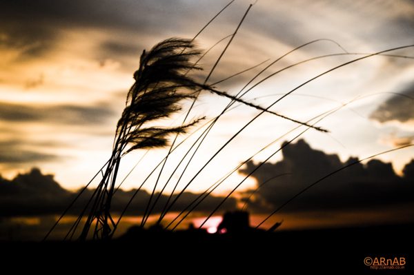 Grass against the sunset