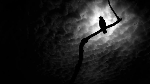Bird and moon