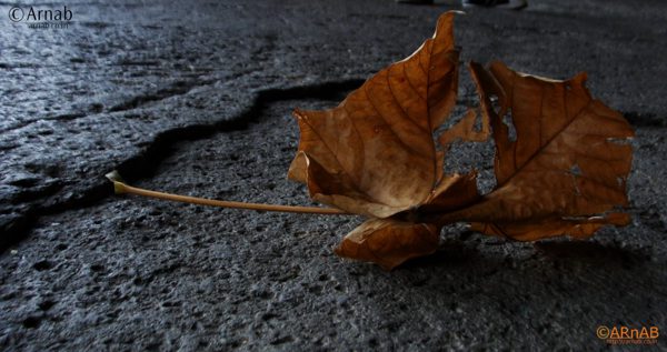 Fallen leaf